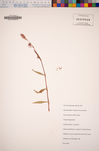 Persicaria maculosa image