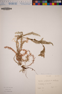 Achillea millefolium image