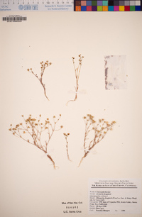 Minuartia douglasii image