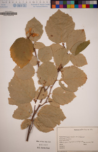 Corylus cornuta subsp. californica image