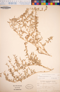 Atriplex semibaccata image