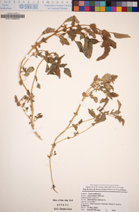 Amaranthus deflexus image