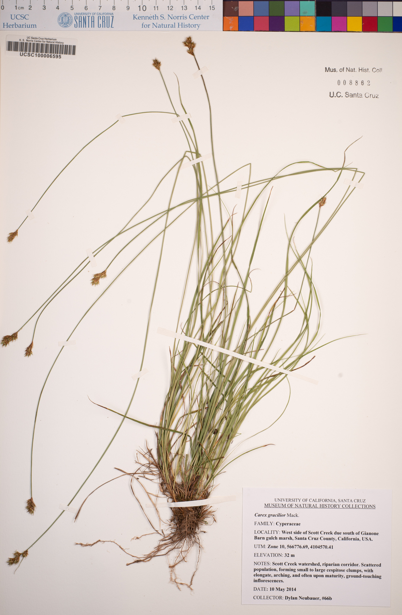 Carex gracilior image