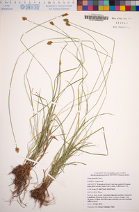 Carex gracilior image