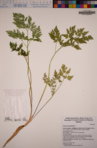 Conium maculatum image