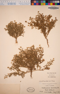 Matricaria matricarioides image