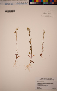 Senecio sylvaticus image