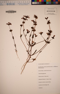 Collinsia bartsiifolia image