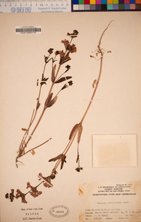 Collinsia bartsiifolia image