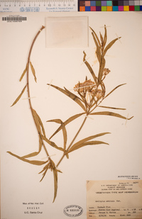 Asclepias fascicularis image