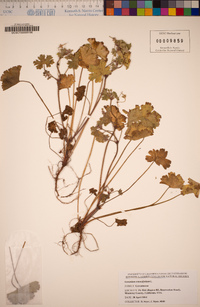 Geranium rotundifolium image