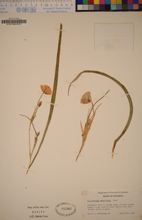 Calochortus umbellatus image