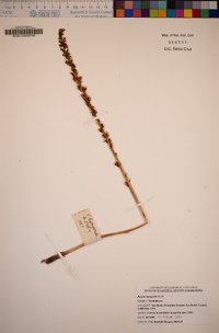 Piperia leptopetala image