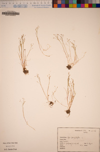 Aira caryophyllea image