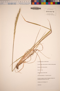 Elymus glaucus image