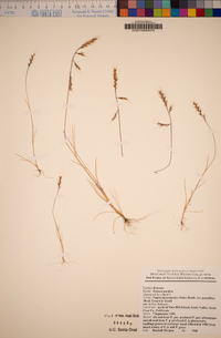 Festuca microstachys image