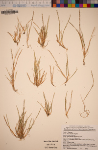 Puccinellia simplex image
