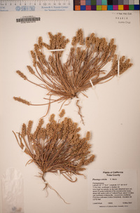 Plantago erecta image