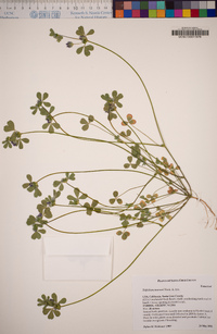 Trifolium macraei image