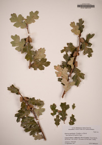 Quercus garryana var. breweri image