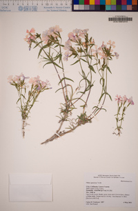 Phlox speciosa image