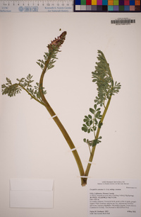 Corydalis caseana subsp. caseana image