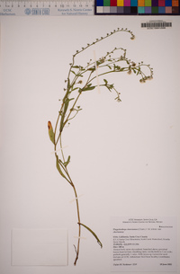 Plagiobothrys chorisianus var. chorisianus image