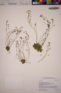 Draba verna image