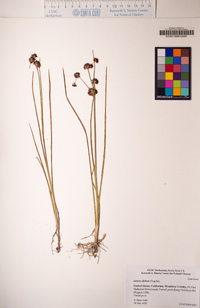 Juncus dubius image