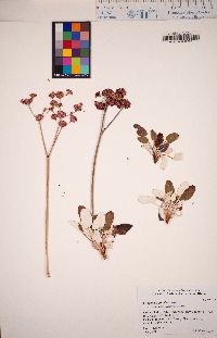 Eriogonum grande var. rubescens image