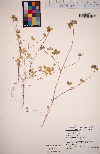 Trifolium macraei image