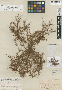 Chorizanthe polygonoides image