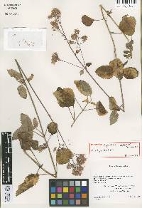 Image of Ageratina bobjansenii