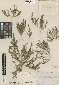 Image of Amaranthus scleranthoides