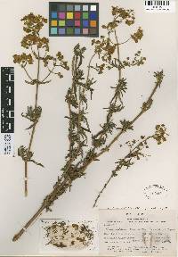 Image of Calceolaria revoluta