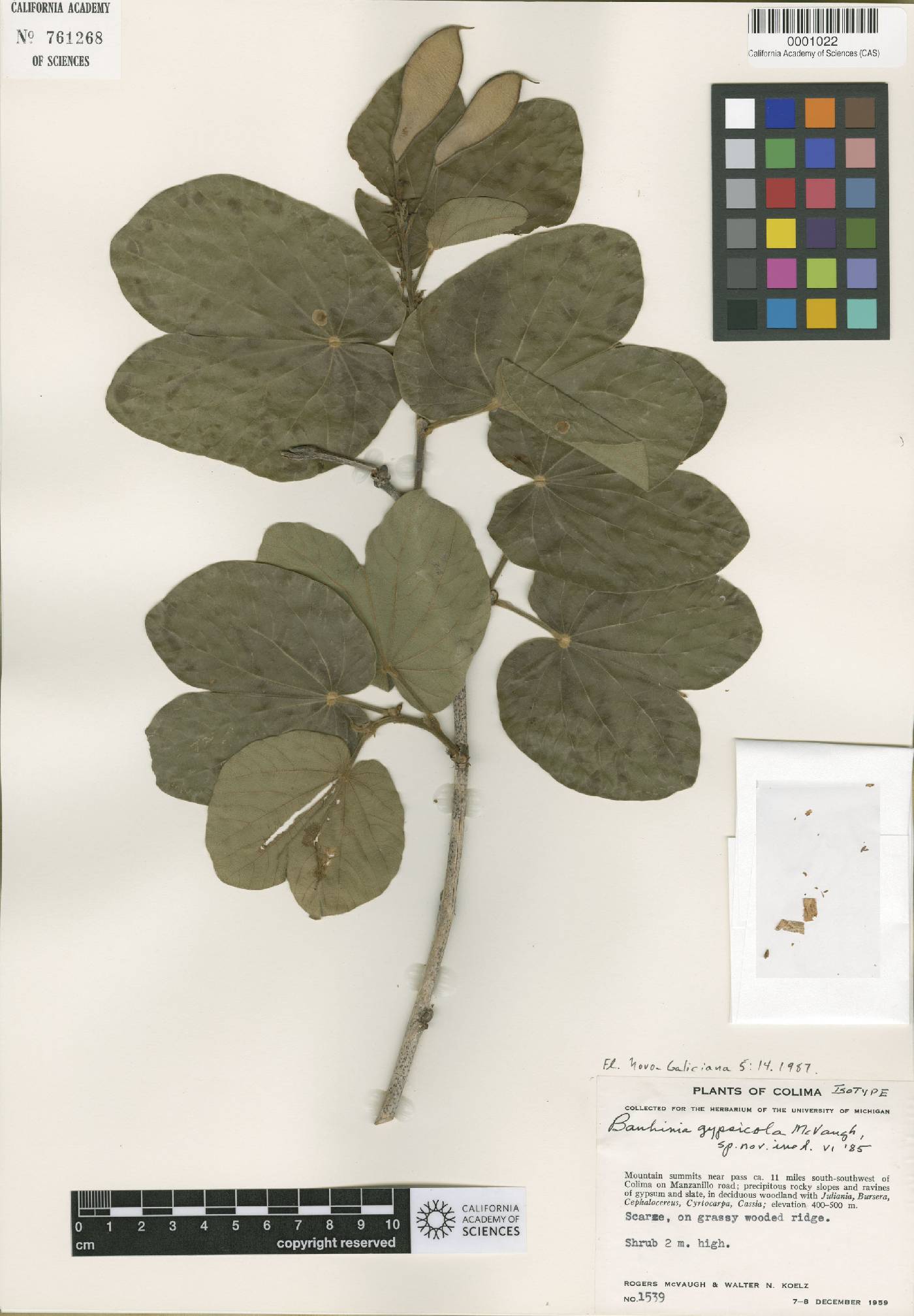 Bauhinia gypsicola image