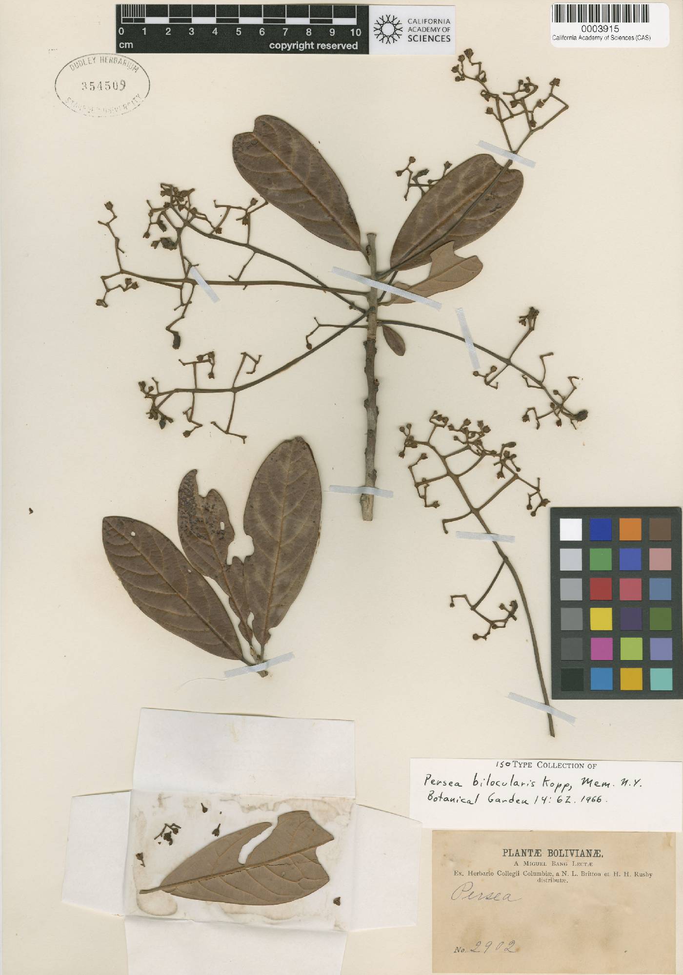 Persea bilocularis image