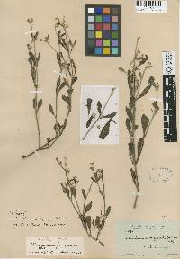 Image of Alternanthera snodgrassii