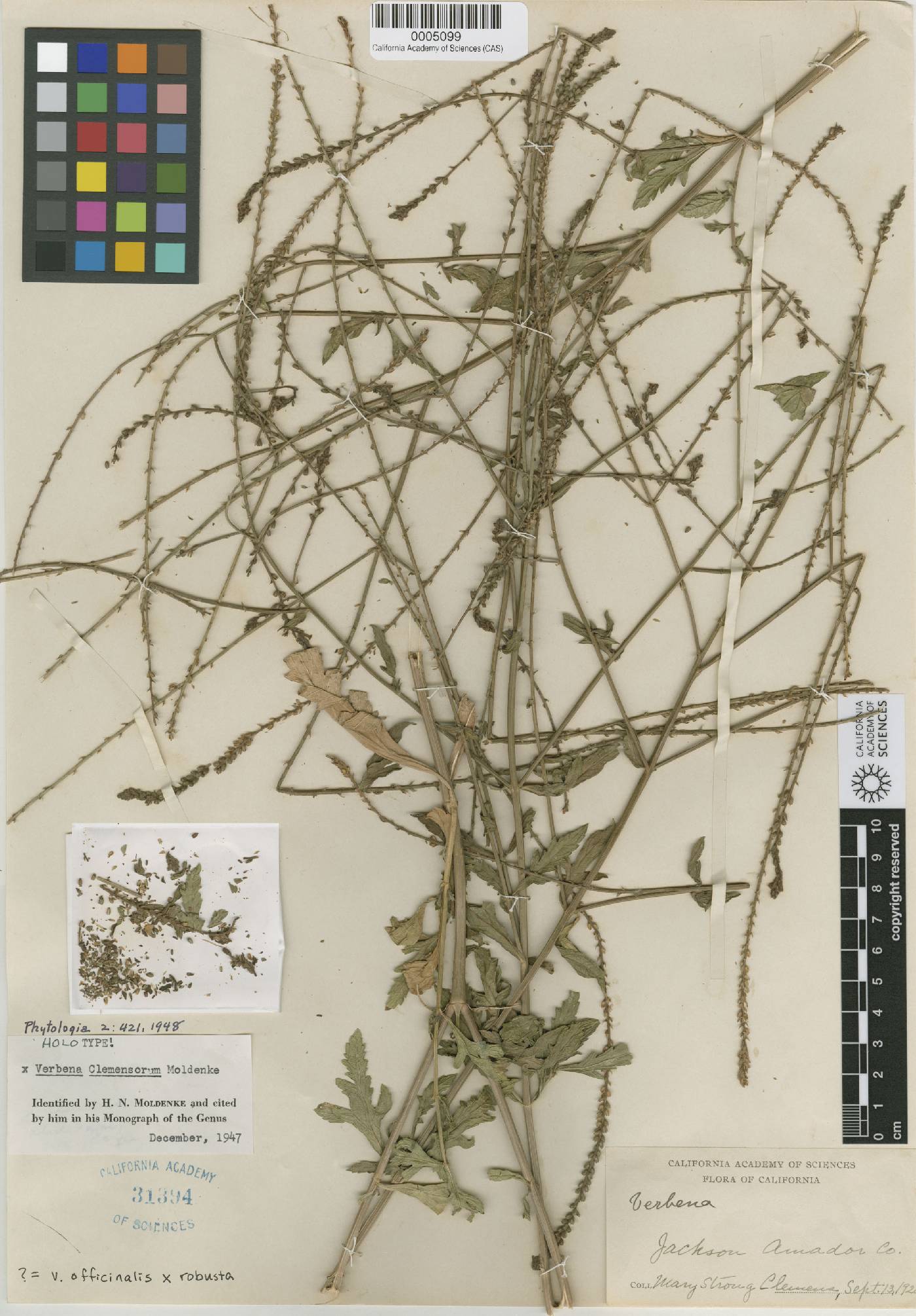 Verbena × clemensiorum image