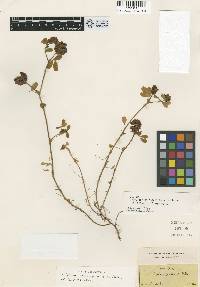 Image of Trifolium boissieri