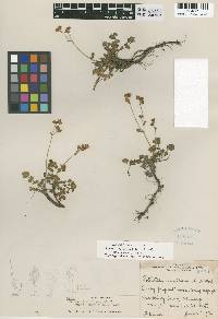 Drymocallis cuneifolia var. ewanii image
