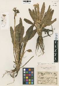 Image of Primula longipes