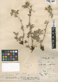 Potentilla bruceae image