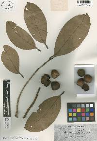 Image of Lithocarpus apoensis
