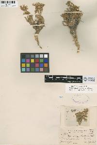 Polemonium pulcherrimum var. shastense image