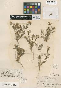 Phacelia leibergii image