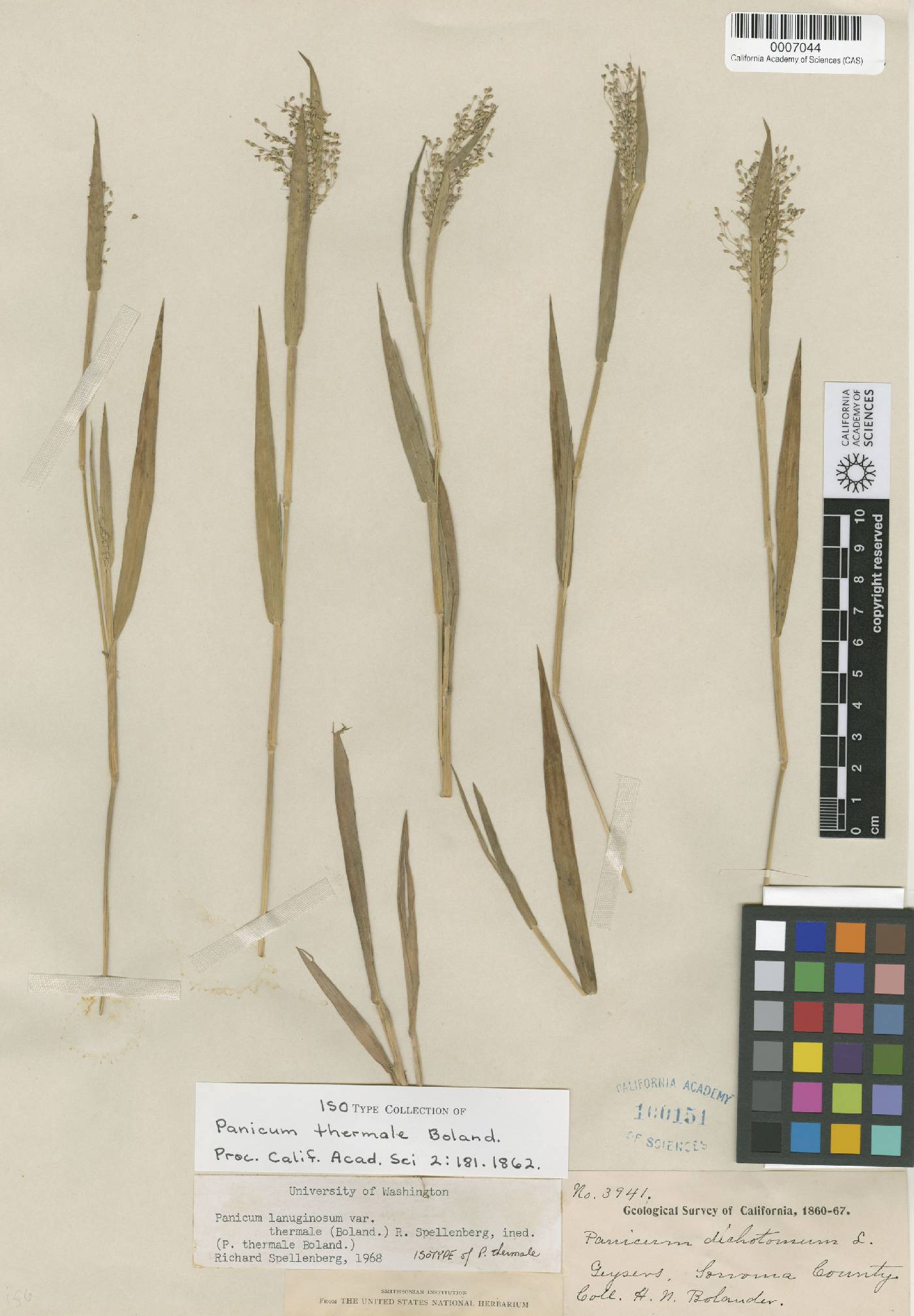 Panicum acuminatum var. thermale image