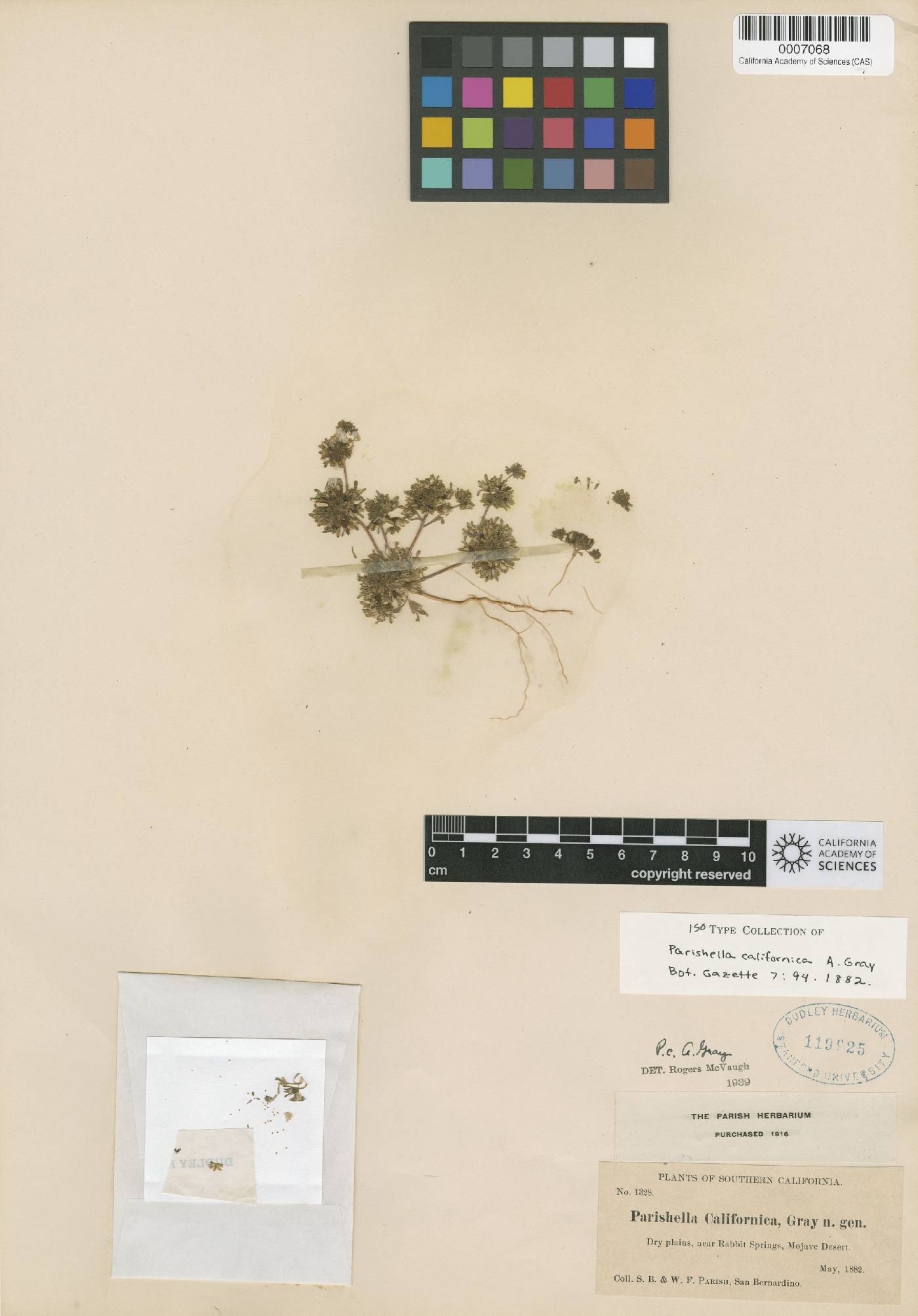 Nemacladus californicus image