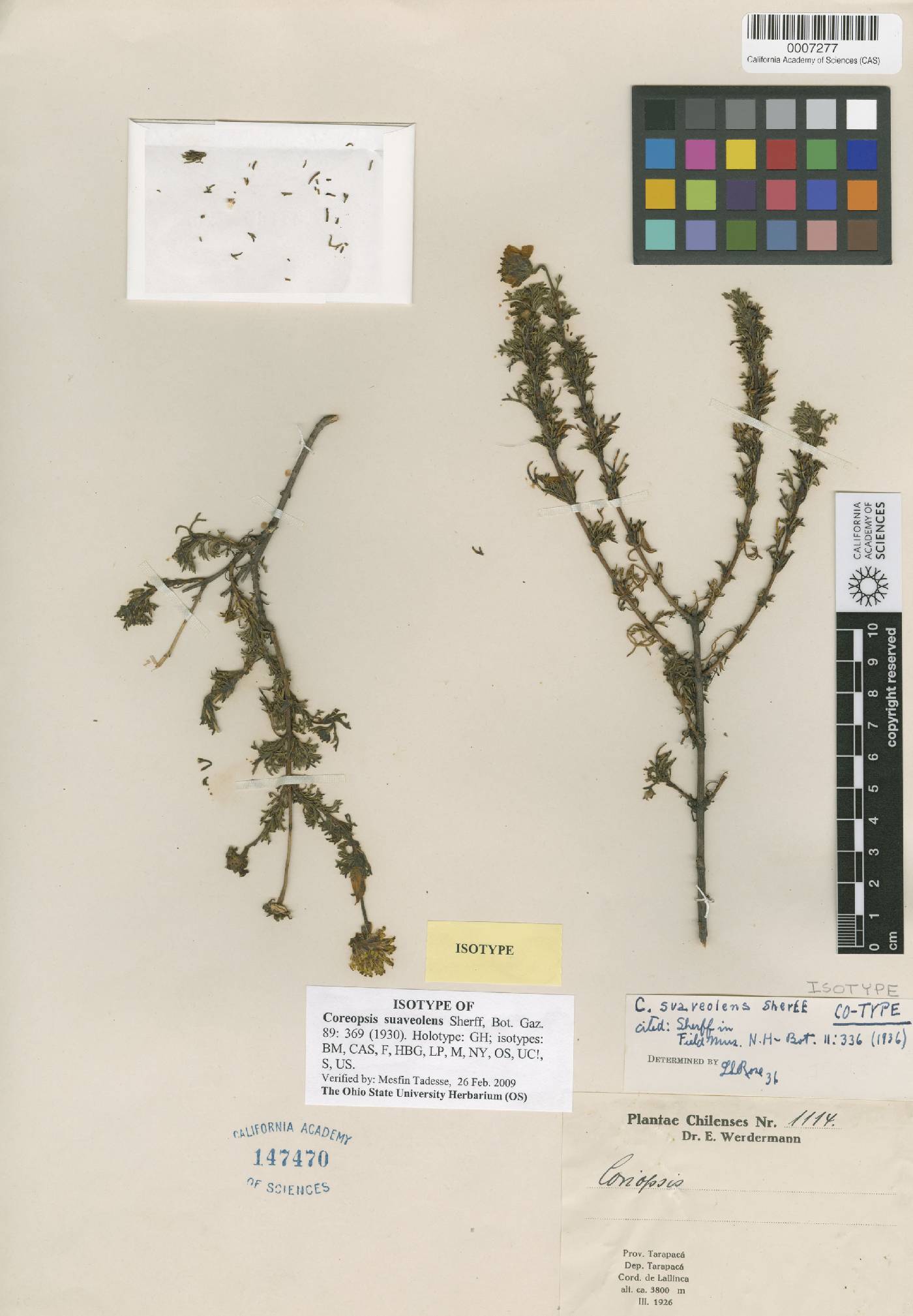 Coreopsis suaveolens image