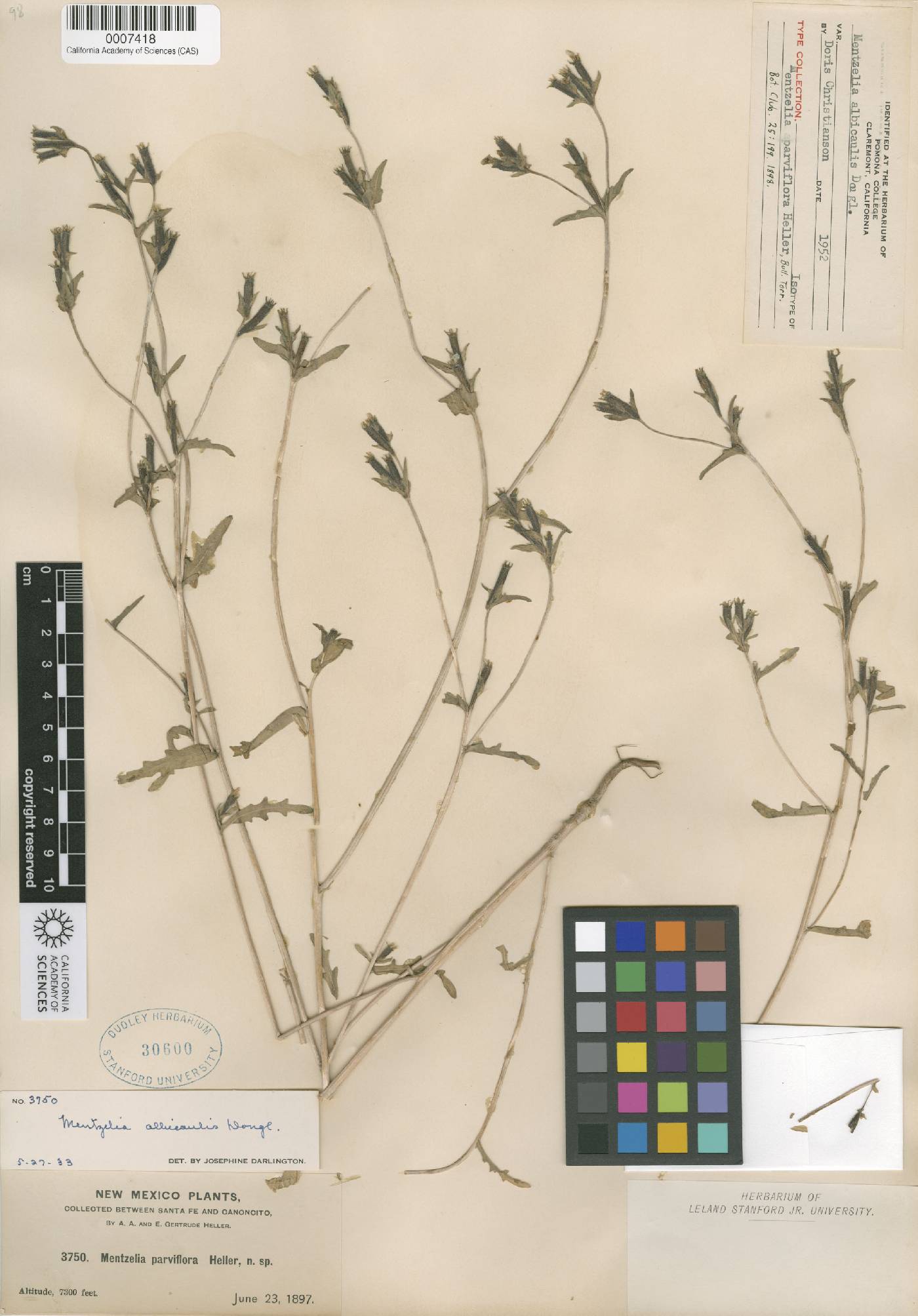 Mentzelia laevicaulis var. parviflora image